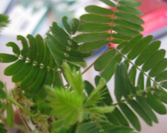 含羞草怎么養(yǎng)長得快，注意這五個要點(diǎn)生長青翠欲滴