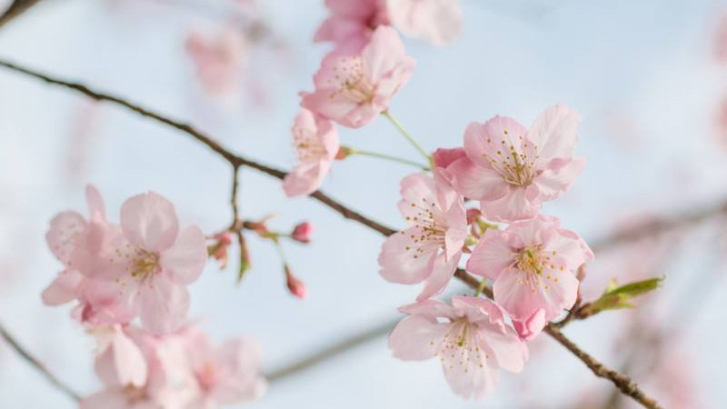 櫻花什么季節(jié)開(kāi)