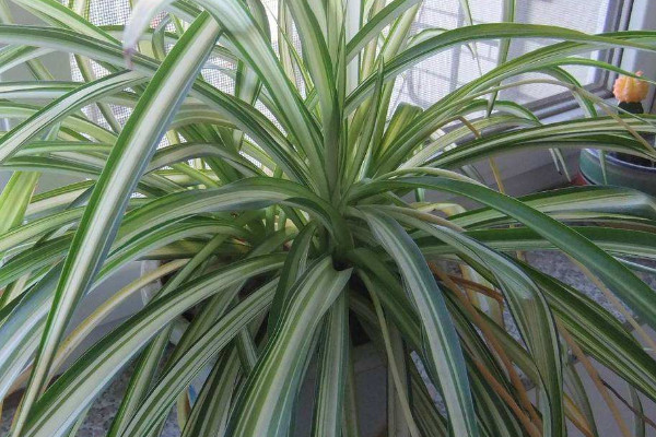 金邊吊蘭葉子發(fā)軟無力