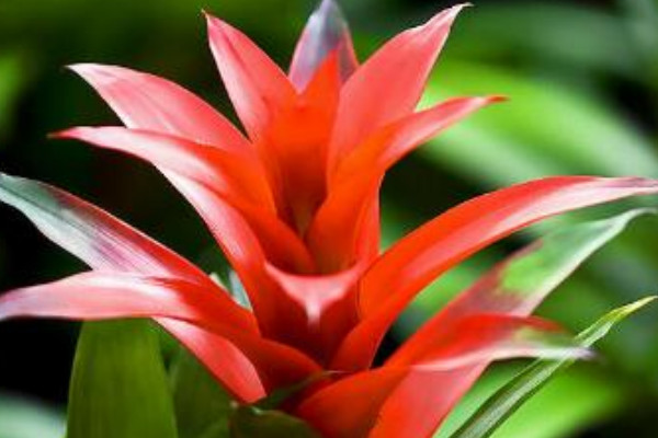 鴻運(yùn)當(dāng)頭多久換一次水