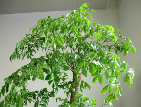 幸福樹不長(zhǎng)葉子怎么辦，做好這四點(diǎn)可生長(zhǎng)的茂盛碧綠