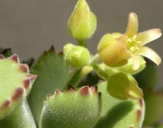 熊童子多久開(kāi)花，每年7-9月間含苞盛放(夏末秋初)