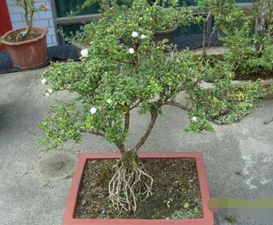 六月雪怎么變粗，做好六點(diǎn)基本方法生長(zhǎng)粗壯