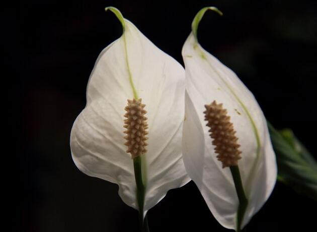 水培一帆風(fēng)順的養(yǎng)殖方法，水質(zhì)的要求最重要