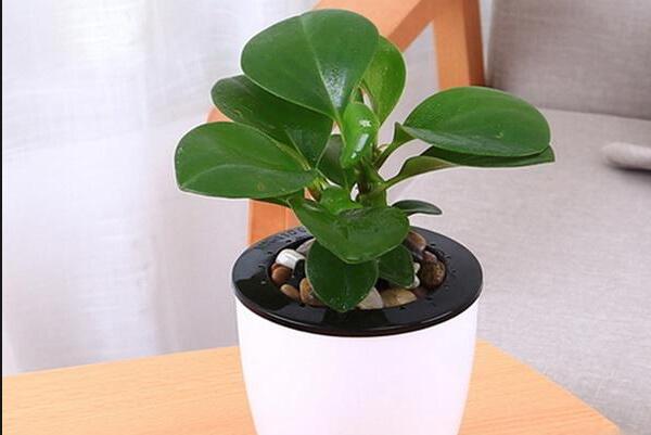 綠植紅碧玉怎么養(yǎng)，碧玉綠植適合室內(nèi)養(yǎng)嗎