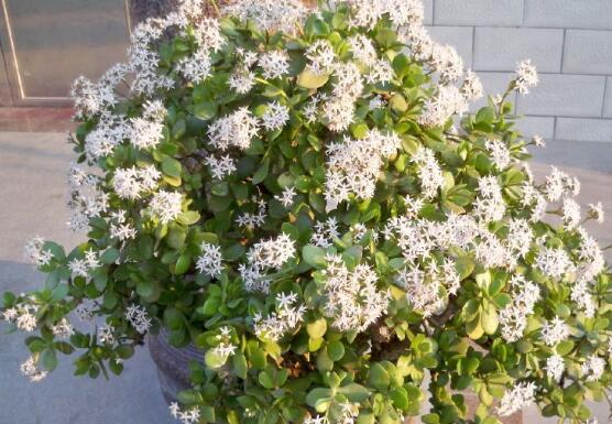 玉樹花盆景圖片大全，每個盆景都玉樹臨風(fēng)、多姿多彩