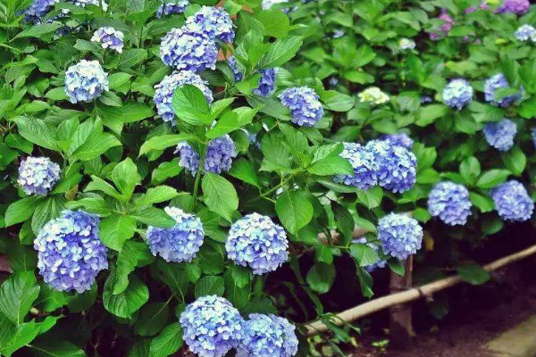 繡球掉花瓣是怎么回事