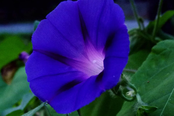 牽?；槭裁礇]開花就焉了