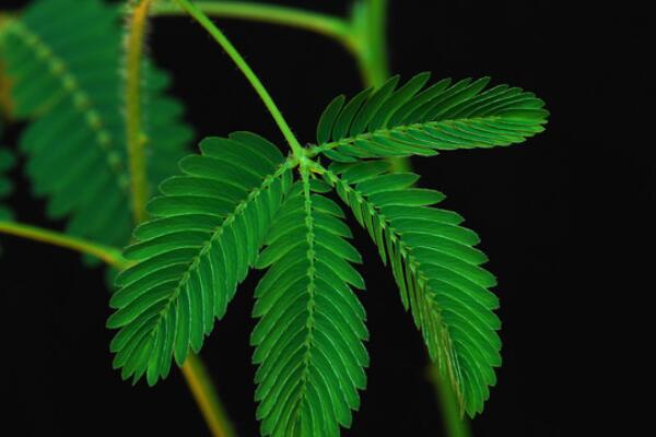 含羞草一直閉合不開，導(dǎo)致含羞草閉合的5種原因