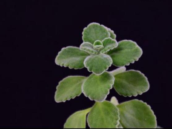 碰碰香的功效與作用，凈化空氣、消炎消腫，制作香精