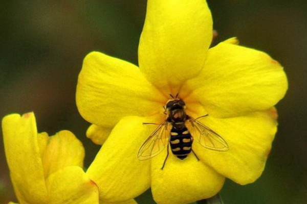 迎春花秋冬季節(jié)的養(yǎng)護