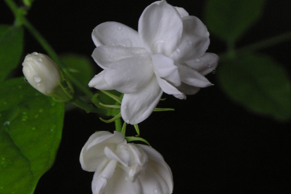 茉莉花的養(yǎng)護注意事項