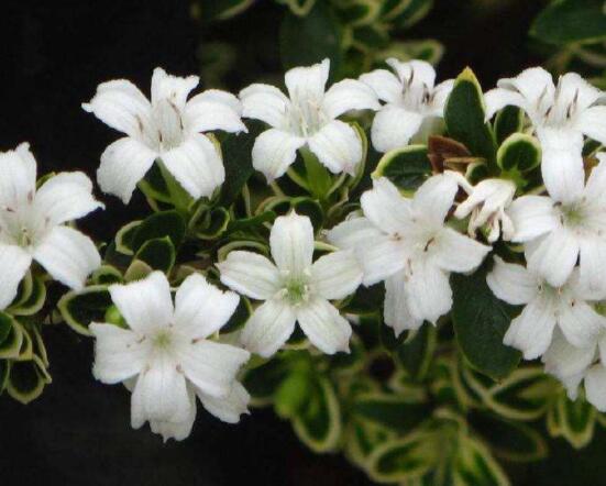 六月雪掉葉子怎么回事，最簡(jiǎn)單實(shí)效三種解決辦法