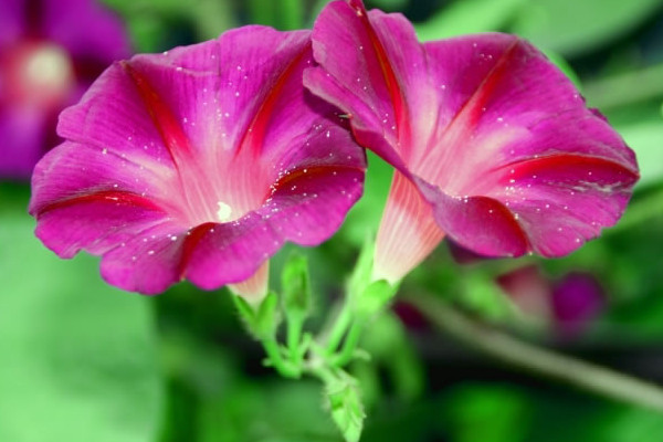 牽?；ǚN子怎么水培