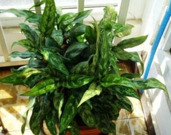 萬年青植物有幾種，盤點(diǎn)最令人欣賞的十大品種