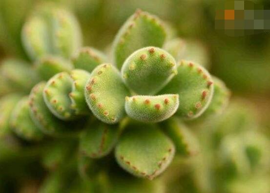 熊童子用什么土，腐葉土、園土、沙土最為合適