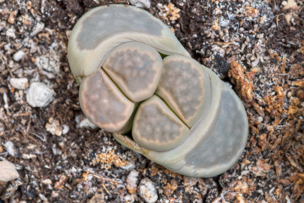 生石花開(kāi)花可以澆水嗎
