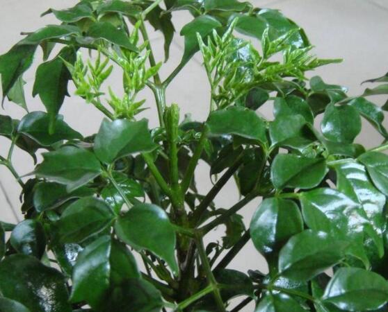 幸福樹(shù)病蟲(chóng)害，盤(pán)點(diǎn)最常見(jiàn)的四種病蟲(chóng)害防治大全