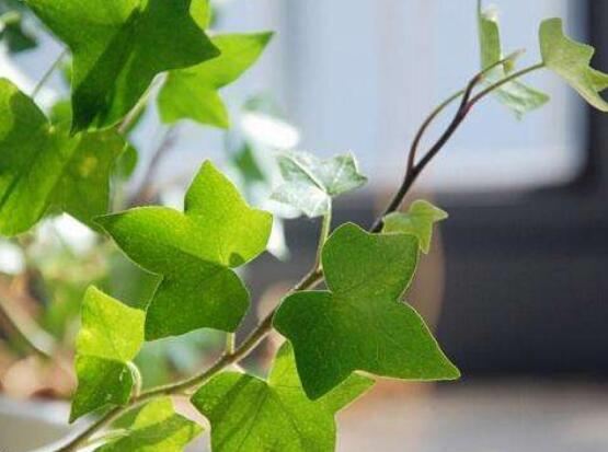 常春藤用淺盆還是深盆，深、淺盆都合適