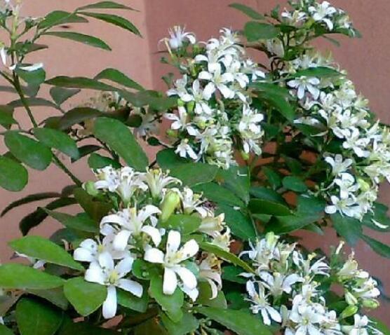 九里香的養(yǎng)殖方法和注意事項(xiàng)，老農(nóng)總結(jié)出七大養(yǎng)殖基本方法