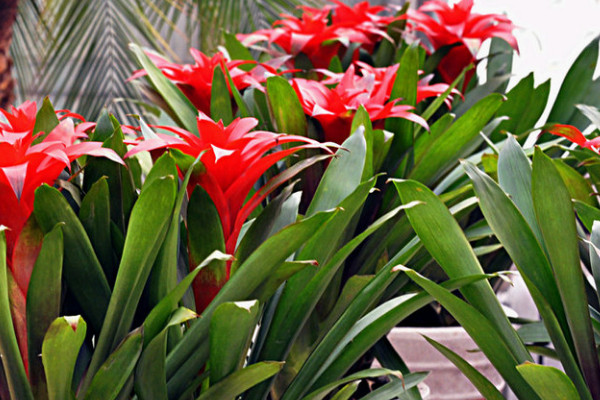 鴻運(yùn)當(dāng)頭怎么養(yǎng)才開(kāi)花