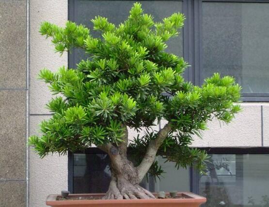 羅漢松品種，盤點羅漢松最珍貴的五大品種