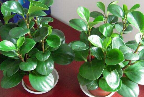 碧玉為什么會(huì)爛根，碧玉爛根怎么辦(換盆換土重新栽培)