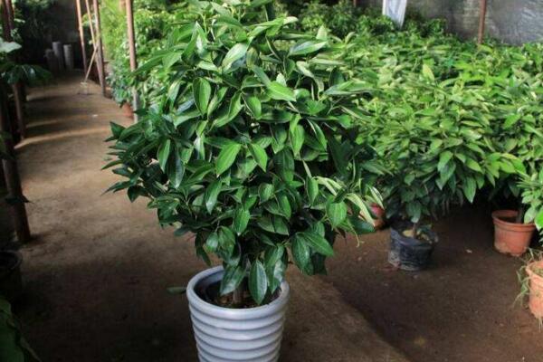 平安樹(shù)掉葉子怎么辦，5種原因以及處理方法