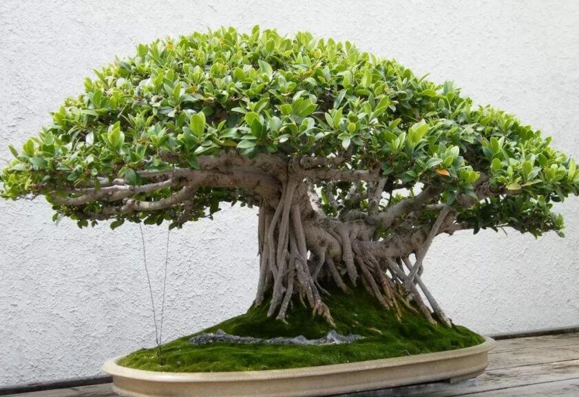 盆栽榕樹冬天怎么養(yǎng)，過(guò)冬必備的五種方法技巧