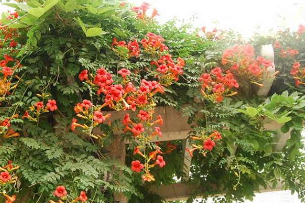 凌霄花花語(yǔ)