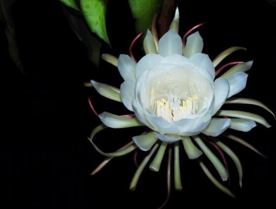 曇花什么時(shí)候葉插，以春季為主/擇兩年生健康老葉