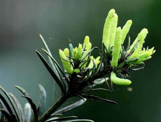 羅漢松品種，盤點(diǎn)羅漢松最珍貴的五大品種