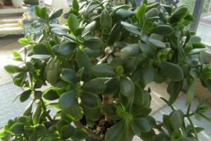 玉樹(shù)怎么養(yǎng)，玉樹(shù)的養(yǎng)殖方法和注意事項(xiàng)