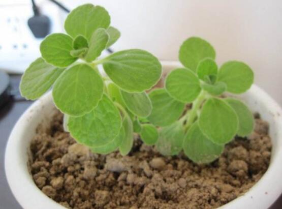 碰碰香的繁殖與養(yǎng)護(hù)，扦插繁殖存活率最高/肥水光照充足