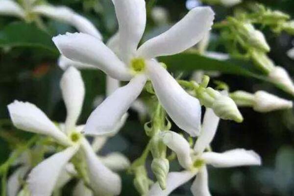 風(fēng)車茉莉的越冬方法