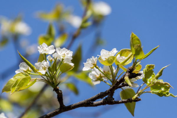 櫻花種子怎么催芽，沙藏法/高溫浸泡/冷藏法