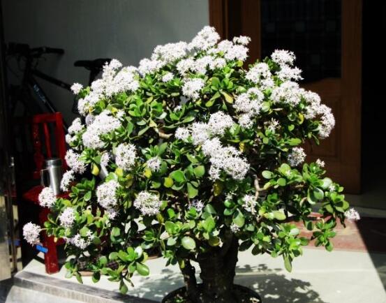 玉樹(shù)花盆景圖片大全，每個(gè)盆景都玉樹(shù)臨風(fēng)、多姿多彩