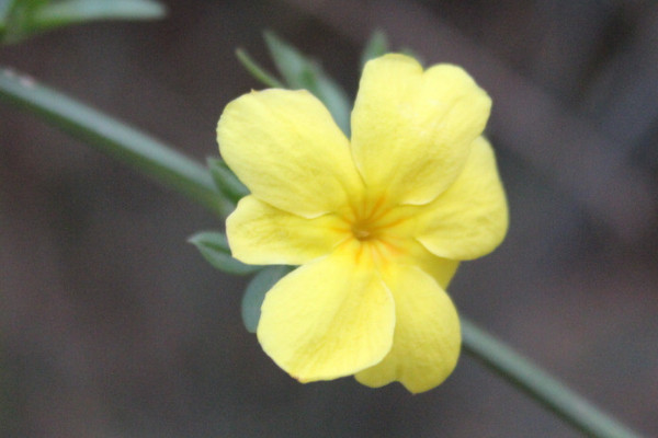 盆栽迎春花長(zhǎng)期放室內(nèi)可以嗎