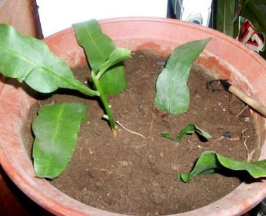 曇花什么時(shí)候葉插，以春季為主/擇兩年生健康老葉