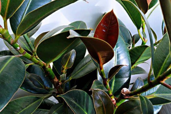 橡皮樹怎么修剪，摘心刻芽/疏除密枝