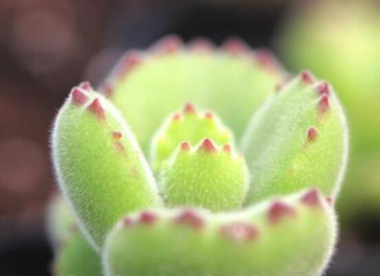 熊童子開花寓意，一片生機勃勃的綠色景象(美好寓意)