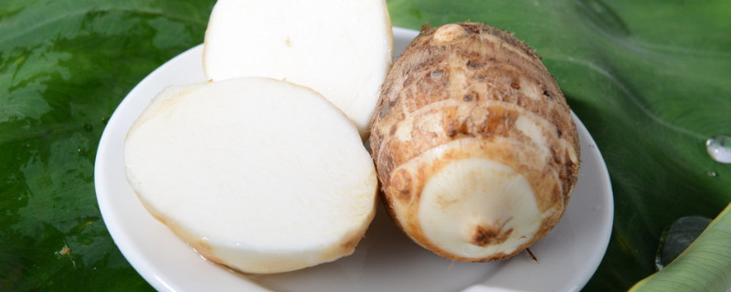 滴水觀音與芋頭的區(qū)別