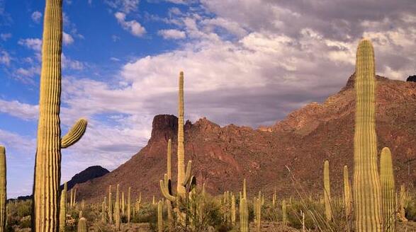 仙人掌的養(yǎng)殖方法和注意事項(xiàng)，小白都能學(xué)會(huì)的種植方法和技巧