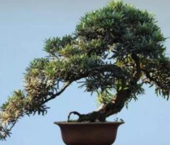 羅漢松寓意是什么，意著招財進寶、長壽吉祥(美好)