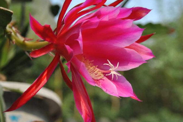 荷花令箭的養(yǎng)殖方法和注意事項(xiàng)