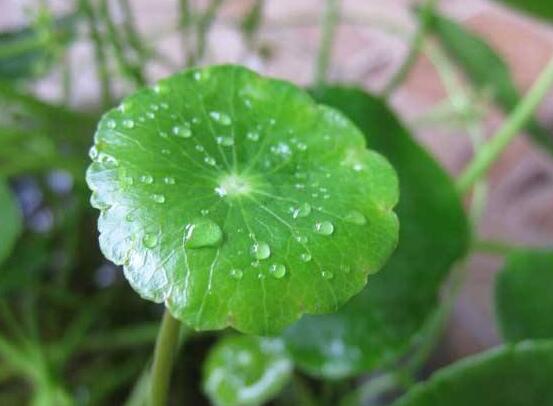 銅錢草放在臥室好嗎，寓意著家有銅錢、財(cái)源滾滾