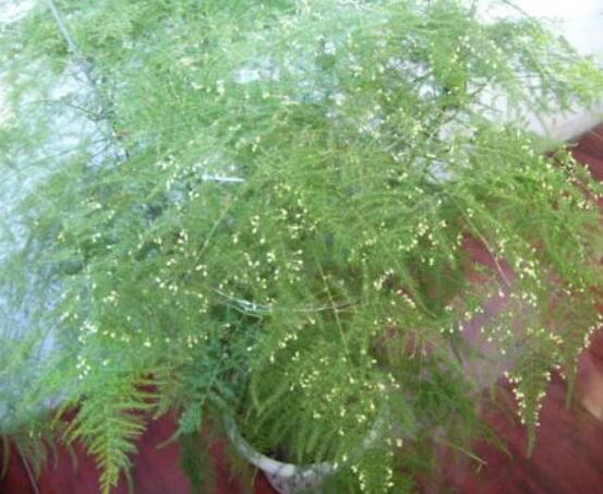 文竹肥料有哪些，餅肥、無機復(fù)合肥、液肥為主(枝繁葉茂)