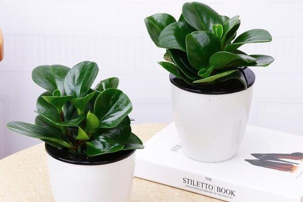 碧玉花葉子發(fā)黃怎么辦，5種原因以及解決方法