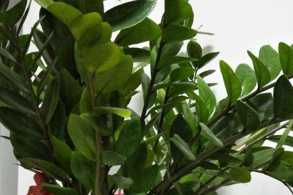 金錢樹如何養(yǎng)護(hù)管理