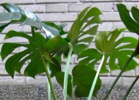 誤食龜背竹葉子怎么辦，第一時(shí)間去醫(yī)院積極治療(中毒較深)